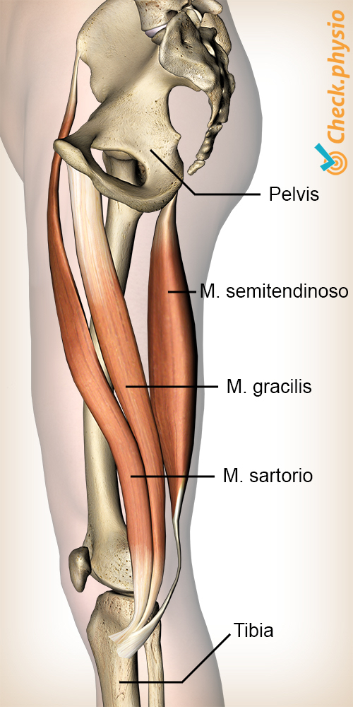 afbeelding_alt_knie-pes-anserinus-musculus-sartorius-gracilis-semitendinosus-spieren-ganzenpoot